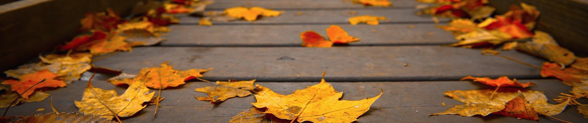 Autumn Gold IB Solutions